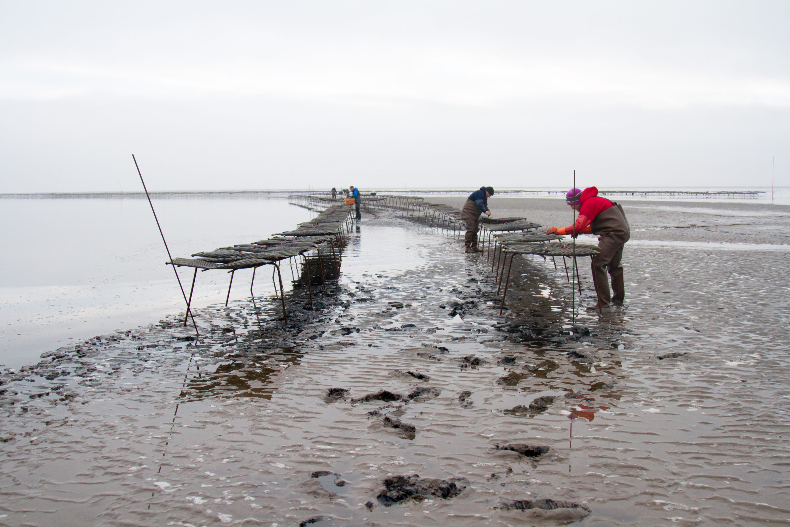 Cromane Bay Shellfish Oysters to Trestles