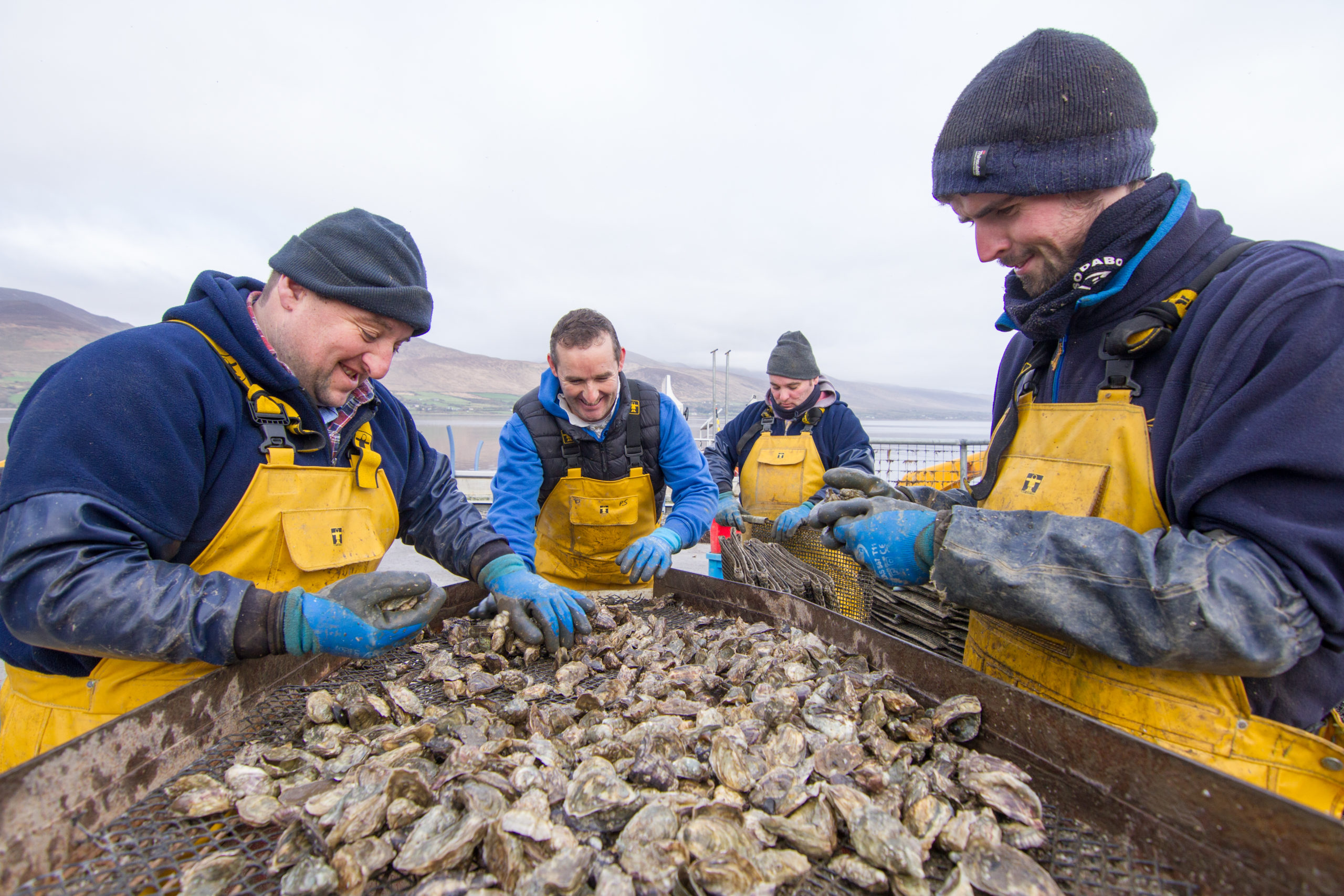 Cromane Bay Shellfish grading Oysters