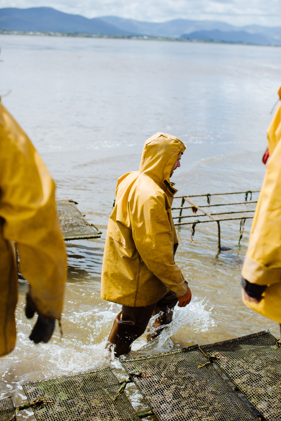 Cromane Bay Shellfish on the farm @edschofieldphoto